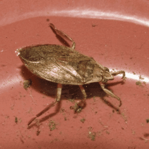 Giant toe-biter water bug with 6 legs.